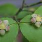 Euonymus americanus (Celastraceae) - inflorescence - frontal view of flower