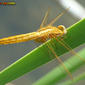 (Crocothemis erythraea)  الرعاش القرمزي ، ذكر غير مكتمل النمو