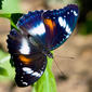 Hypolimnas bolina - female