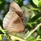 Eggfly Blue-banded6090