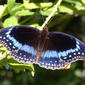 Eggfly Blue-banded6077