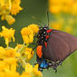 Great Purple Hairstreak (Atlides halesus) on Butterweed (Packera glabella)