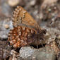 Eastern Pine Elfin (Callophrys niphon)