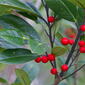 Dahoon Holly (Ilex cassine)